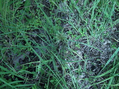 Cyperus lupulinus