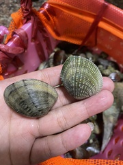 Gafrarium pectinatum