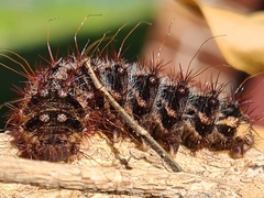 Chelepteryx chalepteryx