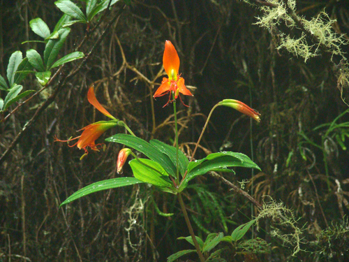 Alstroemeria radula (Alstroemeria radula)
