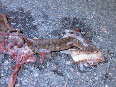 Gloydius ussuriensis