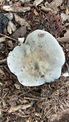 Heterophyllidia