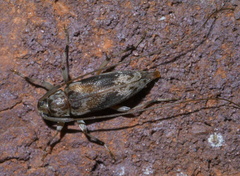 Lepturges angulatus