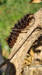 Chelepteryx chalepteryx