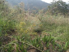 Inula linariifolia