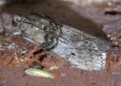 Tlascala reductella
