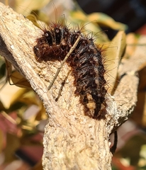 Chelepteryx chalepteryx