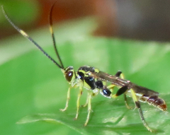Cratichneumon