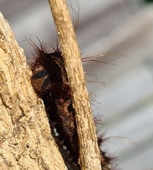 Chelepteryx chalepteryx