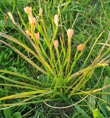 Moraea flaccida