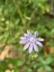 Lactuca floridana