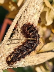 Chelepteryx chalepteryx