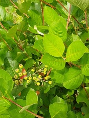 Aronia mitschurinii