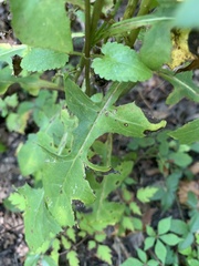 Lactuca floridana
