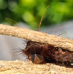 Chelepteryx chalepteryx