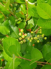 Aronia mitschurinii