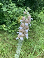 Digitalis lanata
