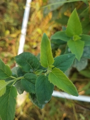 Monarda fistulosa