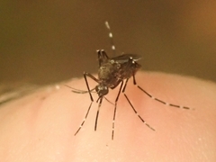 Aedes taeniorhynchus