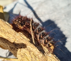 Chelepteryx chalepteryx