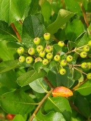 Aronia mitschurinii