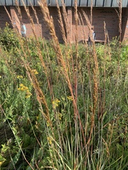 Sorghastrum