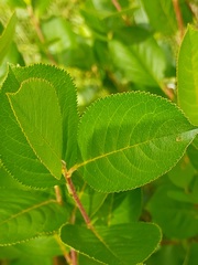 Aronia mitschurinii