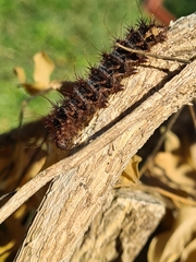 Chelepteryx chalepteryx