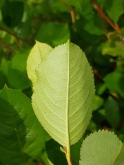 Aronia mitschurinii