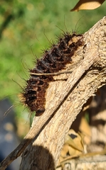 Chelepteryx chalepteryx