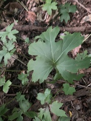 Hydrophyllum canadense