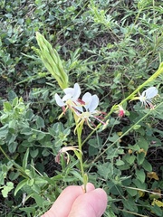 Oenothera suffulta