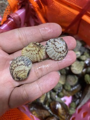 Gafrarium pectinatum