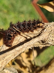 Chelepteryx chalepteryx