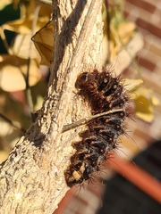 Chelepteryx chalepteryx