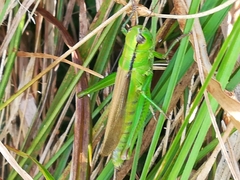 Mecostethus parapleurus