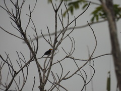 Trachyphonus purpuratus