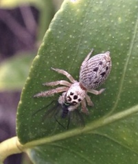 Opisthoncus polyphemus