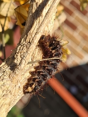 Chelepteryx chalepteryx