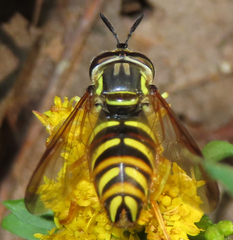 Chrysotoxum