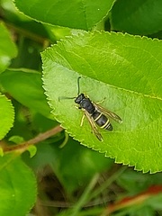 Ancistrocerus adiabatus