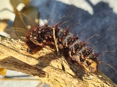 Chelepteryx chalepteryx