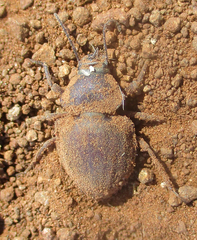 Tenebrionidae
