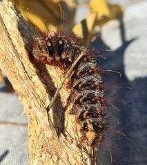 Chelepteryx chalepteryx