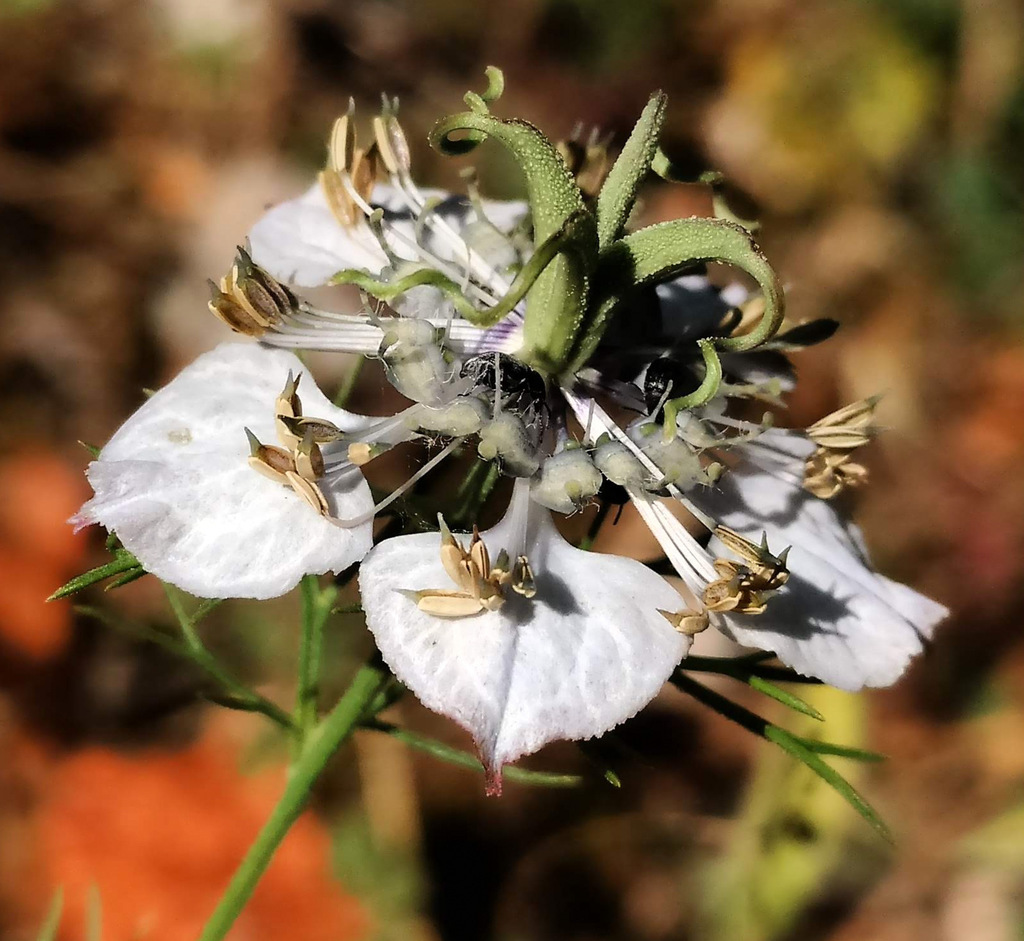 Love-in-a-mist