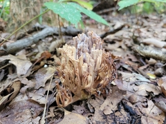Ramaria