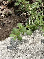 Portulaca oleracea