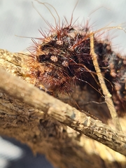 Chelepteryx chalepteryx