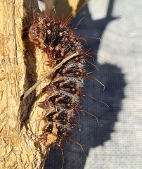 Chelepteryx chalepteryx