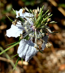 Nigella arvensis